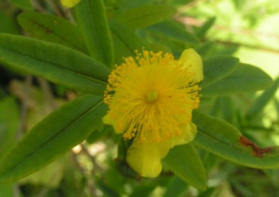 Hypericum_sp1.jpg
