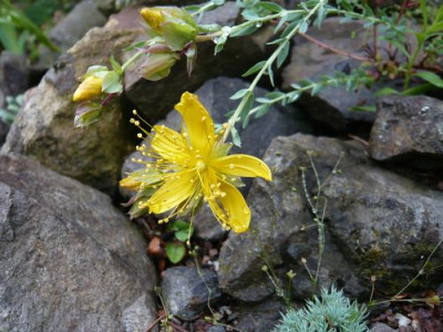 Hypericum_empetrifolium_fars_2008.jpg