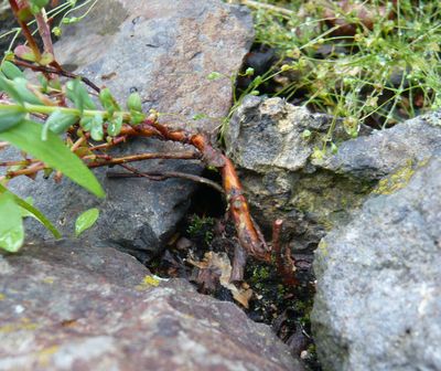 Hypericum_empetrifolium_2_fars_2008.jpg