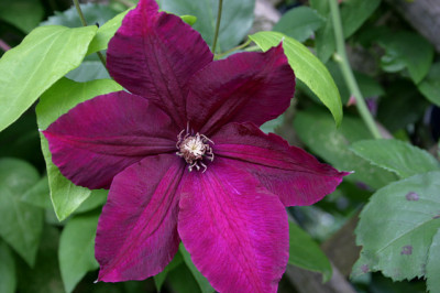 Cl.Rouge_Cardinal0508.jpg