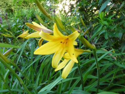 Hemerocallis middendorffii.JPG