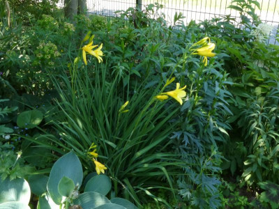 Hemerocallis liliasphodelus alter Typ ganz.JPG