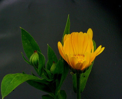 Ringelblume_3.JPG