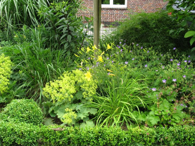 Hemerocallis Corky ganz.JPG
