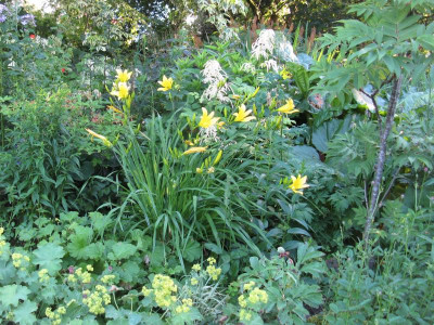 H citrina Aruncus.JPG