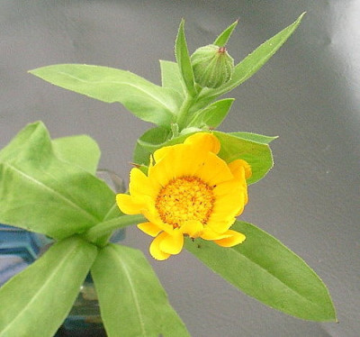 Ringelblume_4.JPG