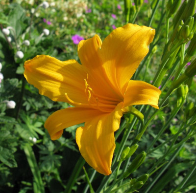 Hemerocallis Frau Koch gelb hoch.jpg