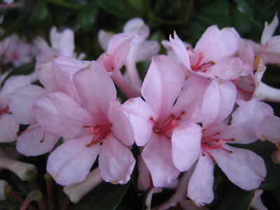 rhodo_vireya_FirstLight_035.jpg