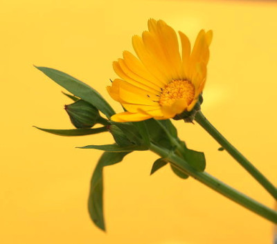 Ringelblume_6.jpg