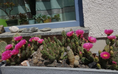 Opuntia-pink.23-1.jpg