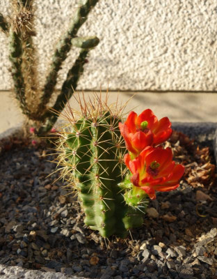Echinocereus_coccineus.23-1.jpg