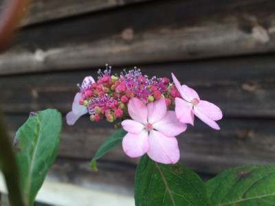 2023-06-25 Hydr. serrata.jpg