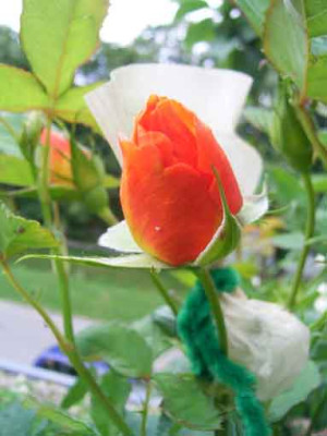 lady_barbara_06_08_05.JPG