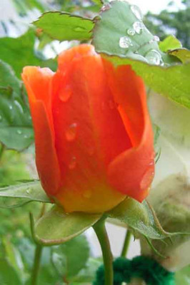 lady_barbara_06_08_06.JPG