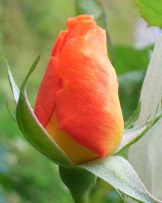 lady_barbara_06_08_04.JPG