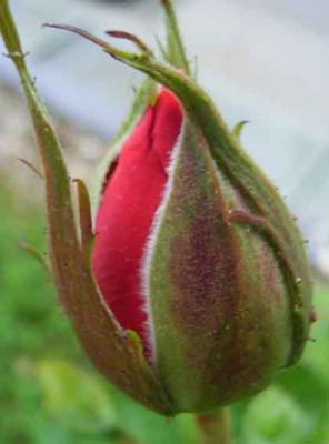 BrightFire_06_08_02.JPG