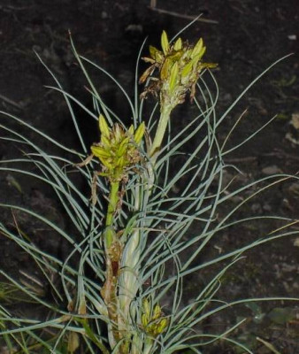 20041108_asphodeline_lutea.jpg