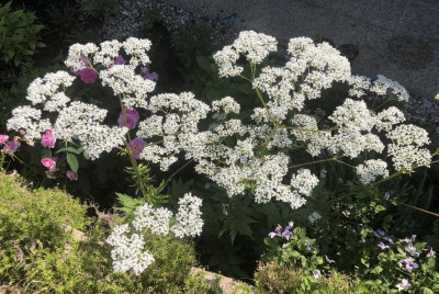 8CC6D406-BB3E-49C3-A2E4-1BA63ACFAF12.jpeg