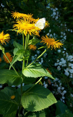 20230626_101408 Inula magnifica.jpg