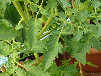 230626_Herzchen-Tomate_Blätter.jpg