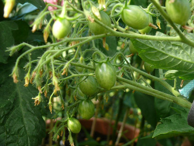 230626_Herzchen-Tomate_Früchte.jpg
