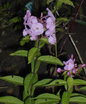 20041108_novermberphlox.jpg
