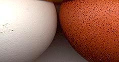 app_marans_eier.jpg