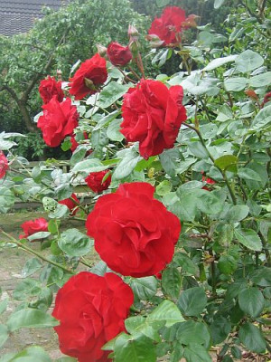Rose_von_Scharffenberg_5375_r11.jpg