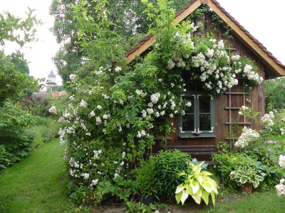 2023-06-26 Rosen 'Corsana' 2.jpg