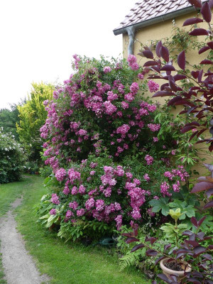2023-06-26 Rosen 'Mozart' 1.jpg