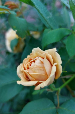 20230626_221155 vanda.jpg