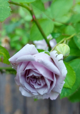 20230626_221249 Rainy Blue.jpg