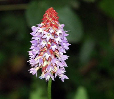 Primula_vialli_3.jpg