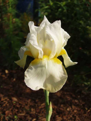 cf_iris_2008.jpg