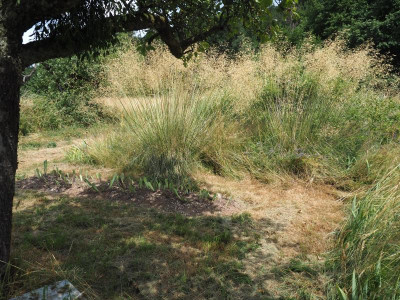 Stipa gigantea neue Irispflanzung P6270014.JPG