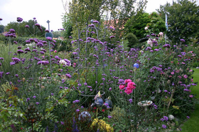 Verbena_bonariensis0907.jpg