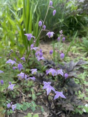 Thalictrum delavayi 'Hinckley' Juni 2023.jpg