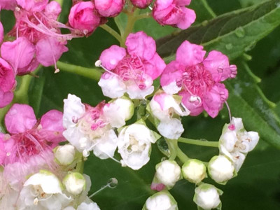 2023-06-27 Spiraea japonica 'Shirobana'.jpg
