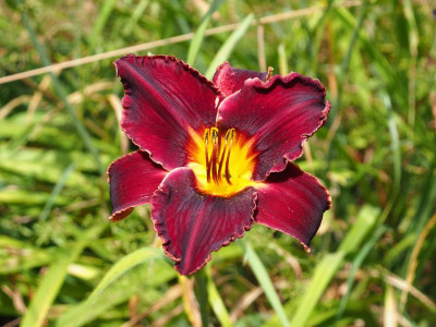 Taglilie rot P6270008.JPG