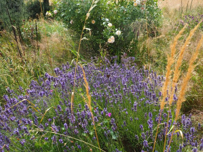 Lavendel Ghislaine P6270035.JPG