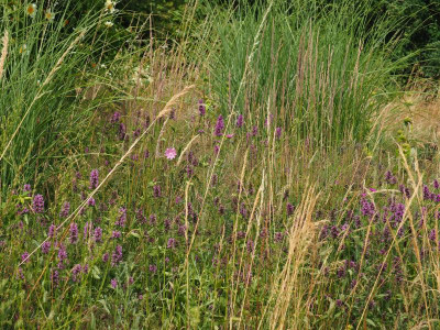 Stachys officinalis Gracillimus P6270039.JPG