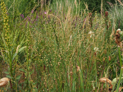 Linum perenne Verbascum nigrum Digitalis Parviflora Galgenberg P6270041.JPG