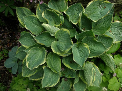 hosta_unbekannt.JPG