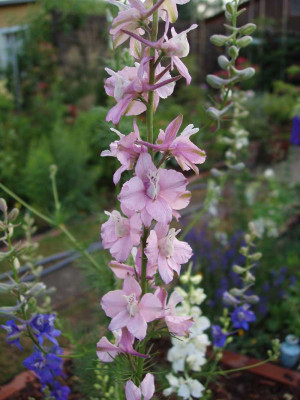consolida_2008_rosa.jpg