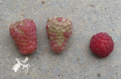 Wanzenschaden-Himbeere.jpg