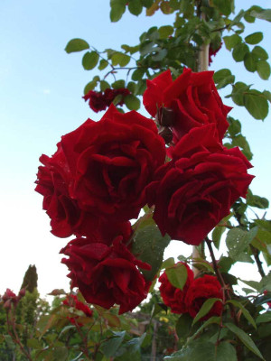 rote_kletterrose_2008_bluten.jpg