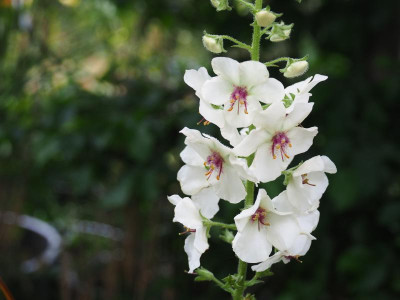 Verbascum blattaria fo. albiflora P6280058.JPG