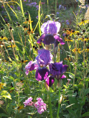 iris_september2007.jpg