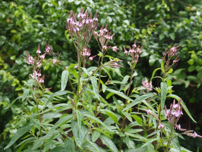Verbena hastata rosa P6280069.JPG