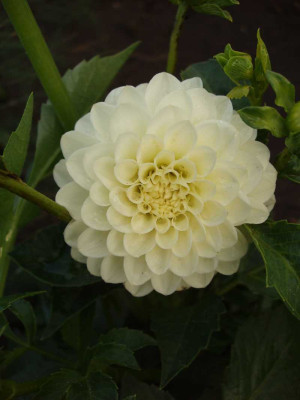 dahlia_white_aster_2008.jpg